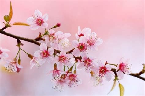  Die Goldene Lotusblüte - Eine Ode an die Vergänglichkeit und die Schönheit des Lebens!